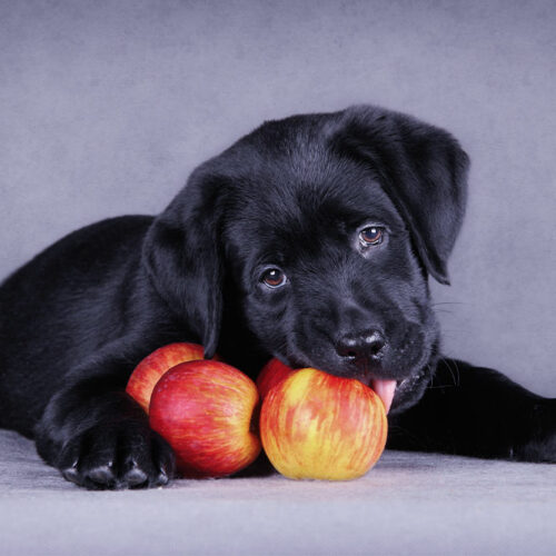 7 human foods that are safe and nutritious for dogs