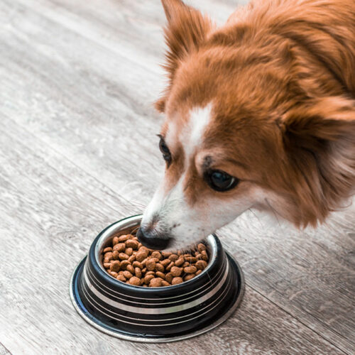 10 best dog food deals during Black Friday 2022