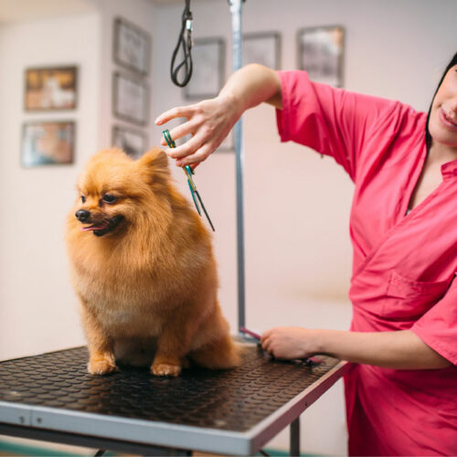 Everything to know about dog grooming programs