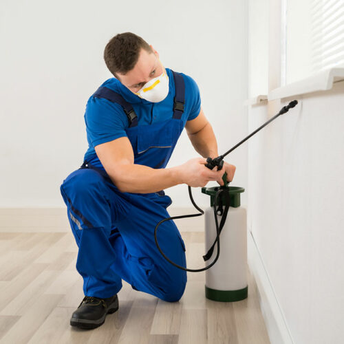 7 common home pest control mistakes to avoid