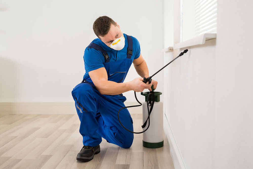 7 common home pest control mistakes to avoid