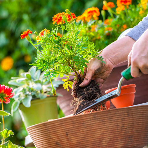 7 common gardening mistakes to avoid