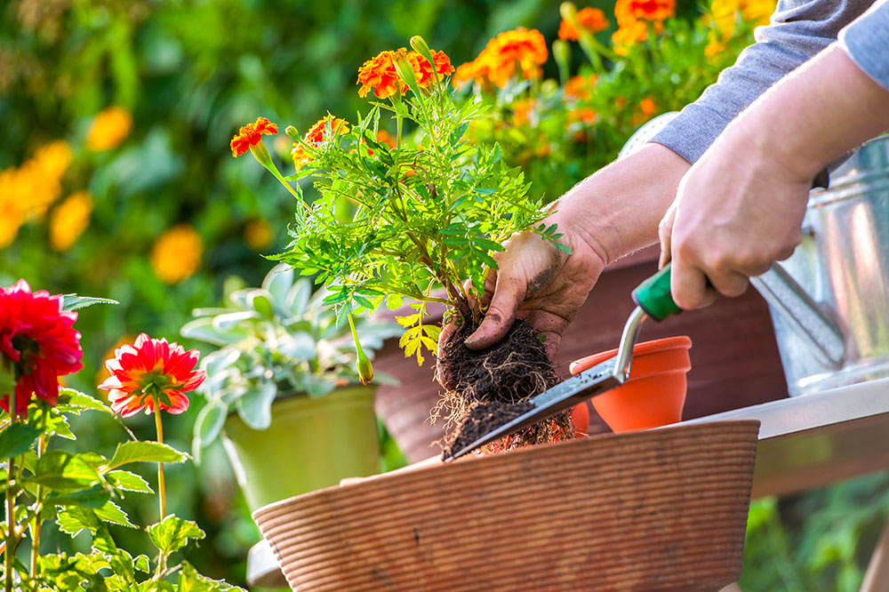 7 common gardening mistakes to avoid