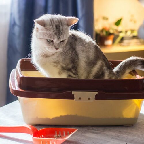 9 tips for toilet training a cat