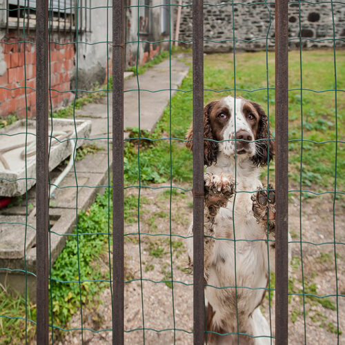 8 things to consider when choosing a pet fence system